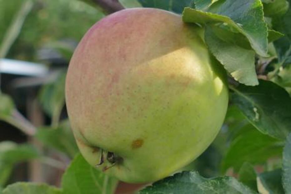 La variedad de manzanas y sus beneficios