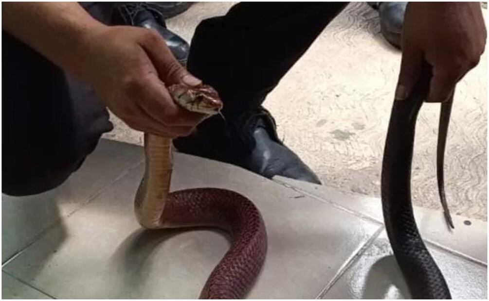 Especialistas señalan que la fauna silvestre sale de su hábitat y deambula por las calles en búsqueda de un nuevo refugio en Yucatán. Foto: Especial