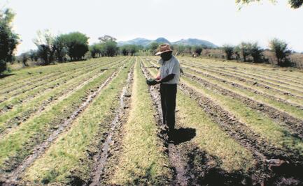 Campesinos no venden cosechas, no hay mercado: CNA