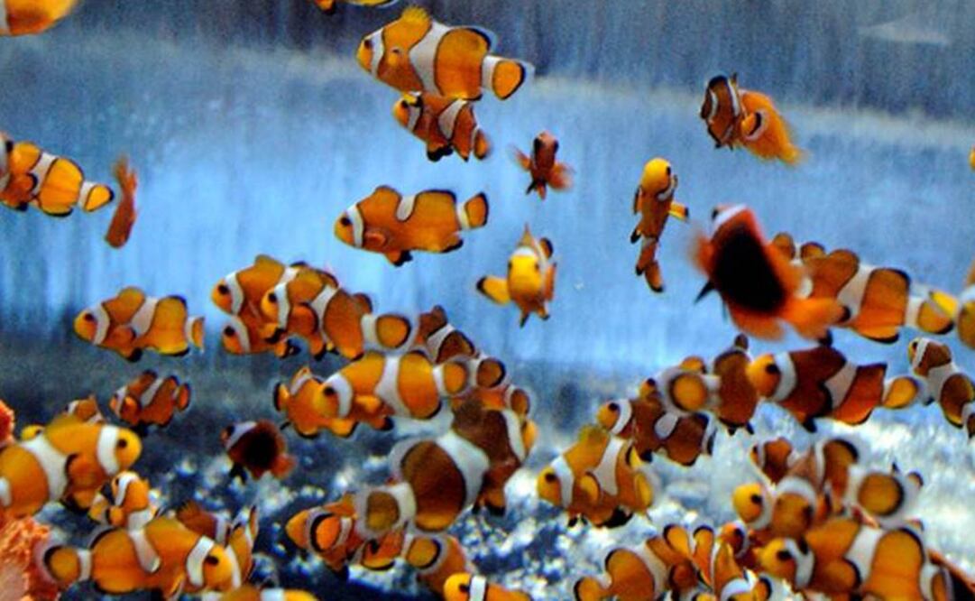 En 2100 las criaturas de la mitad de la superficie de los océanos del mundo padecerán de hipercapnia. Foto: Archivo