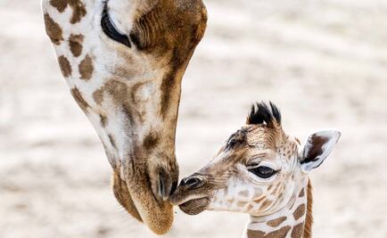Por primera vez, protegen a las jirafas del comercio internacional