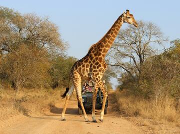 Cuánto cuesta la entrada a Africam Safari este 2025
