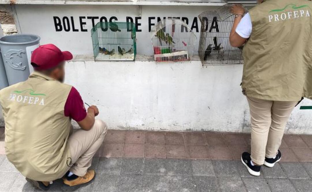 Avestruces, cocodrilos y llamas rescatados por Profepa en Michoacán, fueron liberados del tráfico ilegal. Foto: Alelhí Salgado/ EL UNIVERSAL