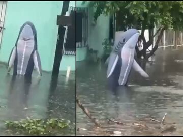 ¡Qué miedo! Captan un "tiburón" nadando en calles inundadas de Veracruz