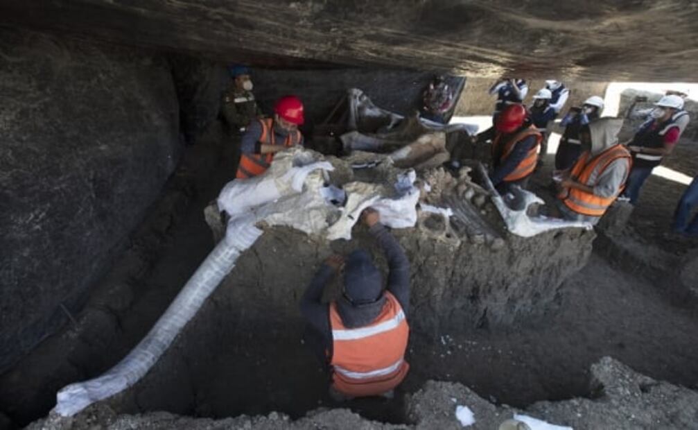 World’s largest mammoth central found in Mexico's new airport could solve the riddle to their extinction