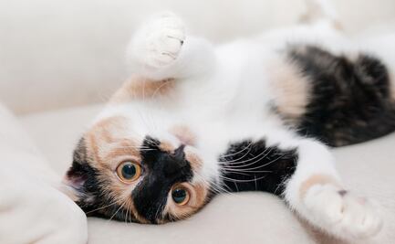 ¿Por qué los gatos ronronean?; conoce a qué se debe este comportamiento