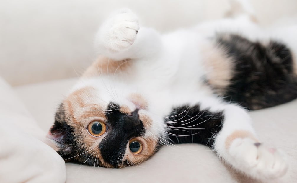 El 8 de agosto se celebra y conmemora el Día del Gato en todo el mundo. Foto: Pixabay