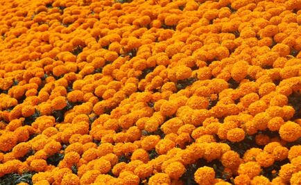 Cempasúchil, the "flower of the Dead"?