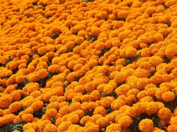 Cempasúchil, the "flower of the Dead"?