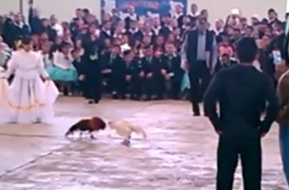 Celebran fin de curso con pelea de gallos en Ecatepec