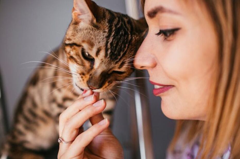 Que un gato se frote y muerda a su dueño no siempre es una señal de agresión. Fuente: Freepik.