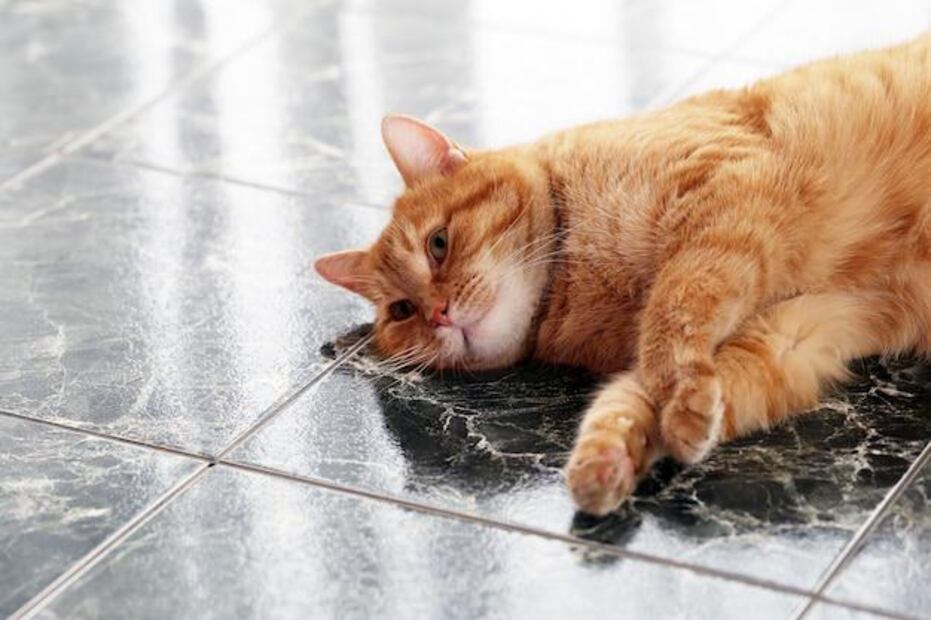Señales y pasos a seguir con nuestros gatos. Fuente: Freepik.