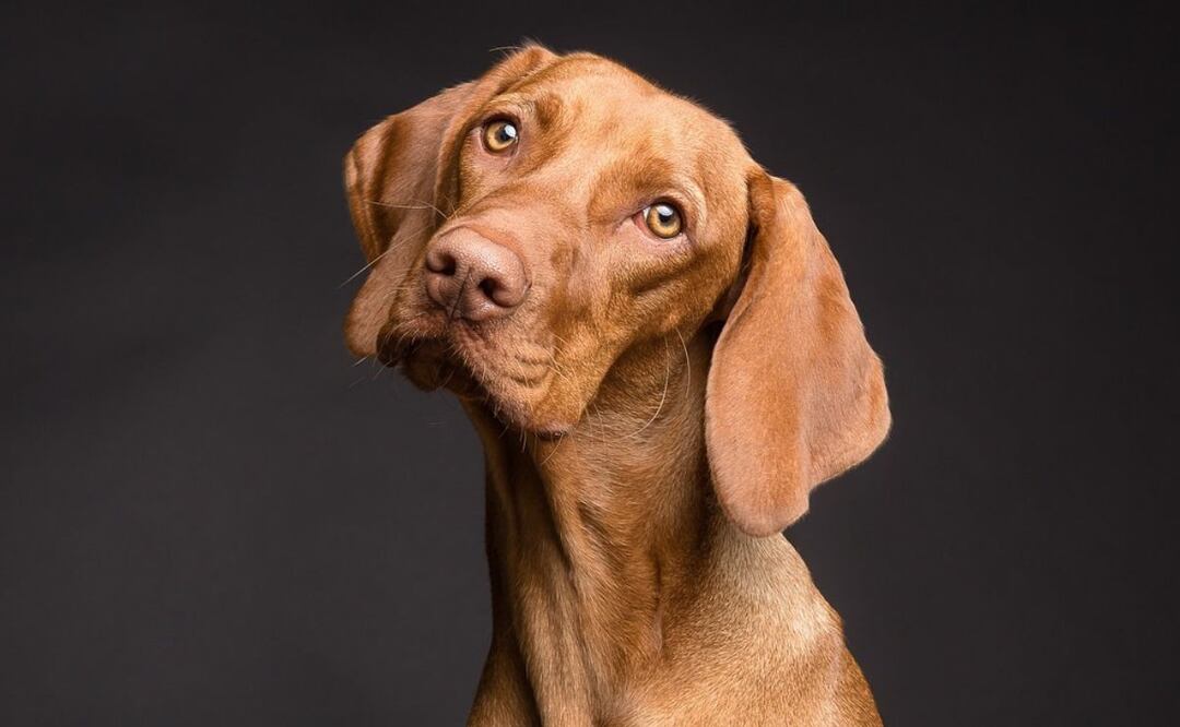 Perros y sus dueños. Fuente: Pixabay