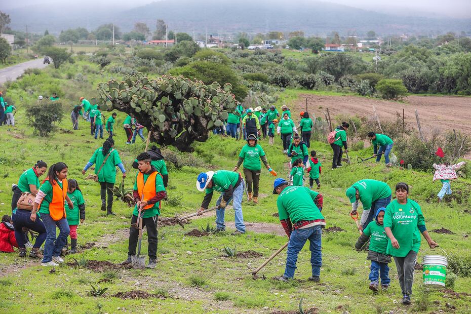 Como parte de su programa de reforestación, la empresa ha plantado más de 84,000 árboles en la última década. Foto: Cortesía