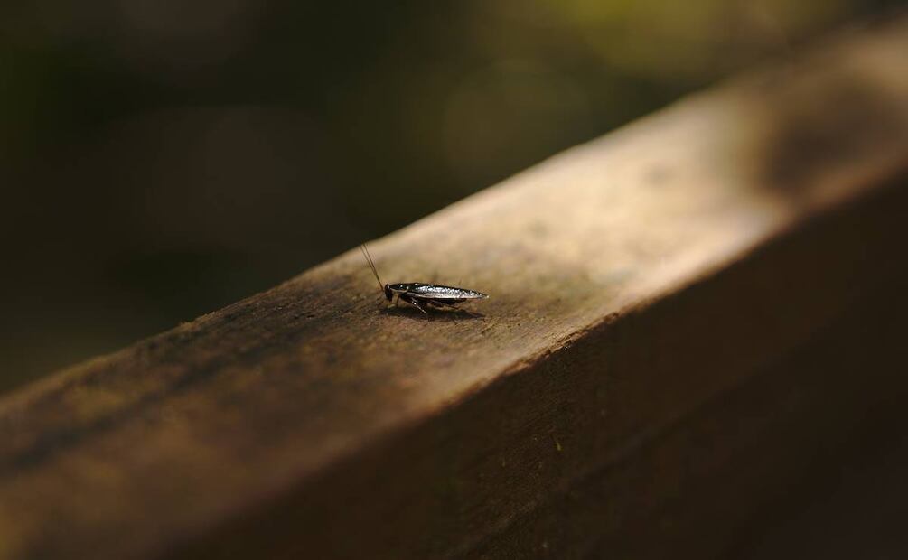 Foto: Najman Husaini / Pexels