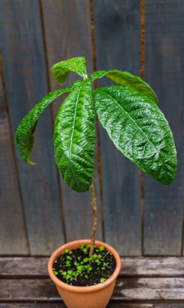 Germina tu hueso de aguacate y plántalo en casa