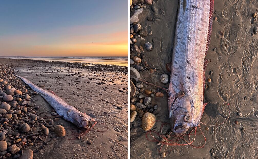 Se encontró otro pez remo en las costas de California.
Foto: Scripps Institution of Oceanography