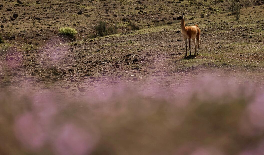 Un guanaco se encuentra junto a flores rosadas que florecen en el desierto de Atacama, Chile, el 3 de octubre de 2025. Foto: AFP