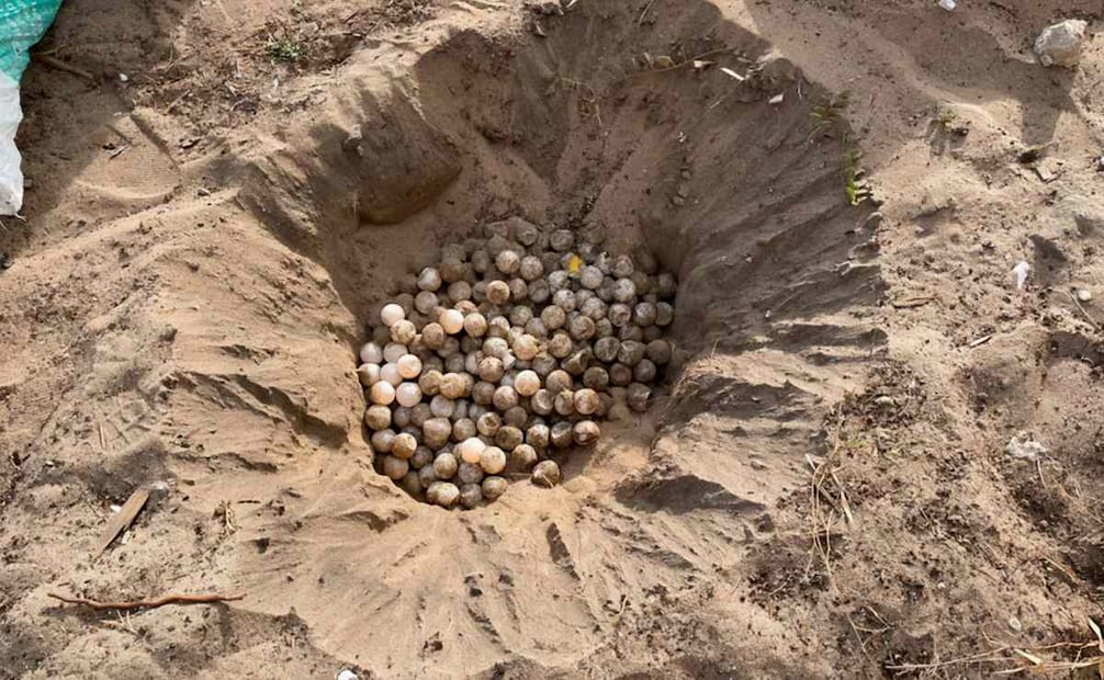 Profepa hizo un operativo de vigilancia en el Santuario Playa Morro Ayuta, en Oaxaca. Foto: Profepa