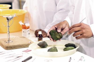 Perlas, una joya de agua dulce