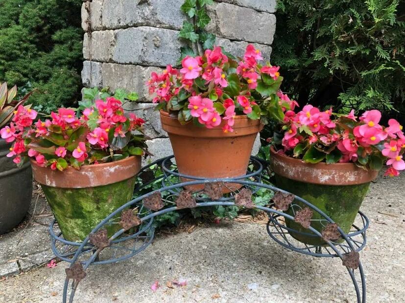 Cuidar begonias requiere atención a detalles como la temperatura, humedad y tipo de sustrato. Fuente: Freepik.