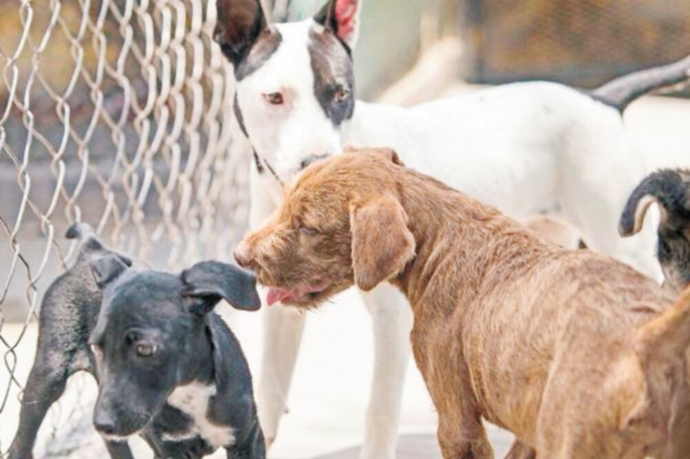 La Comisión de Medio Ambiente y Recursos Naturales prevé avalar el dictamen que expida la Ley General de Bienestar Animal. (ARCHIVO EL UNIVERSAL)