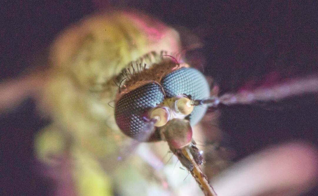 La expansión del mosquito es originada por varios factores. (FOTOS: CORTESÍA)