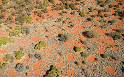 El patrón de Alan Turing explica los círculos de hadas que se forman en Australia