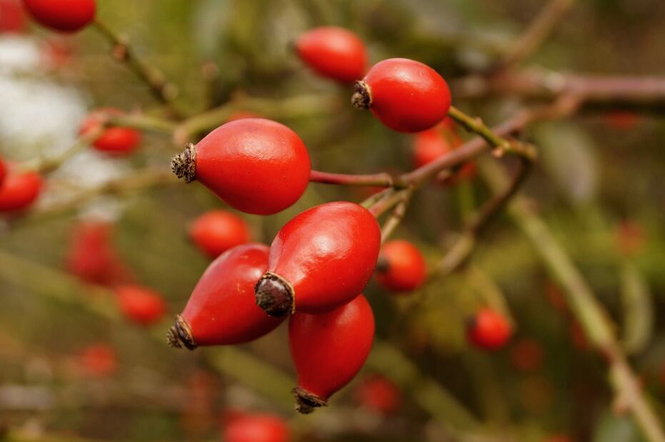 Aceite y acné. Fuente: Pixabay