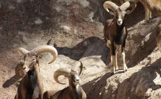 Jauría de perros ferales mata 24 borregos muflones en Zoológico de León; sospechan que fue una acción premeditada