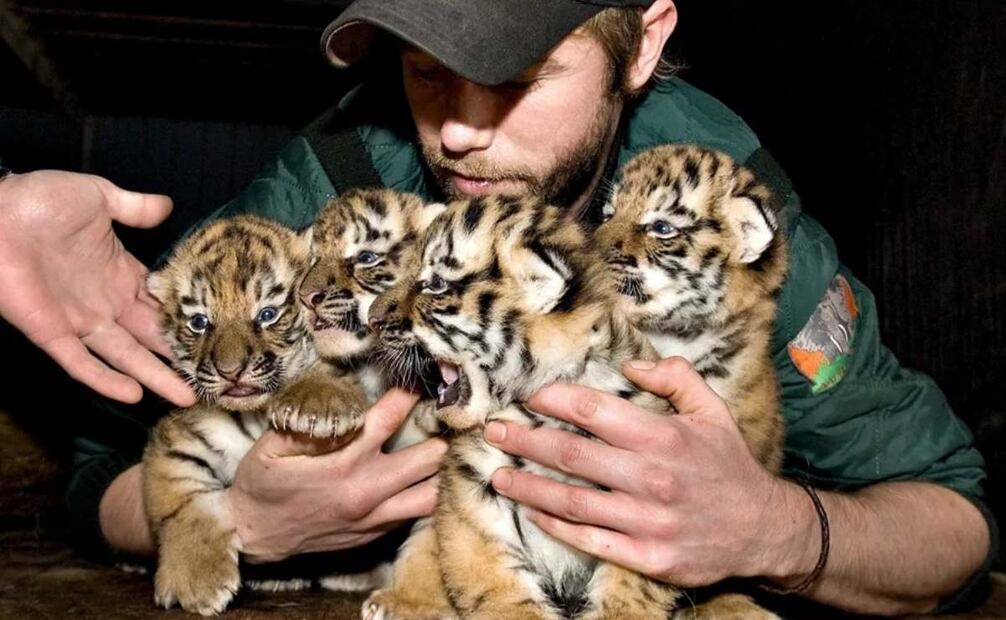 Un cuidador del zoo de Aalborg con cuatro cachorros de tigre siberianos nacidos en el zoo danés, en una imagen de archivo. Foto: EFE