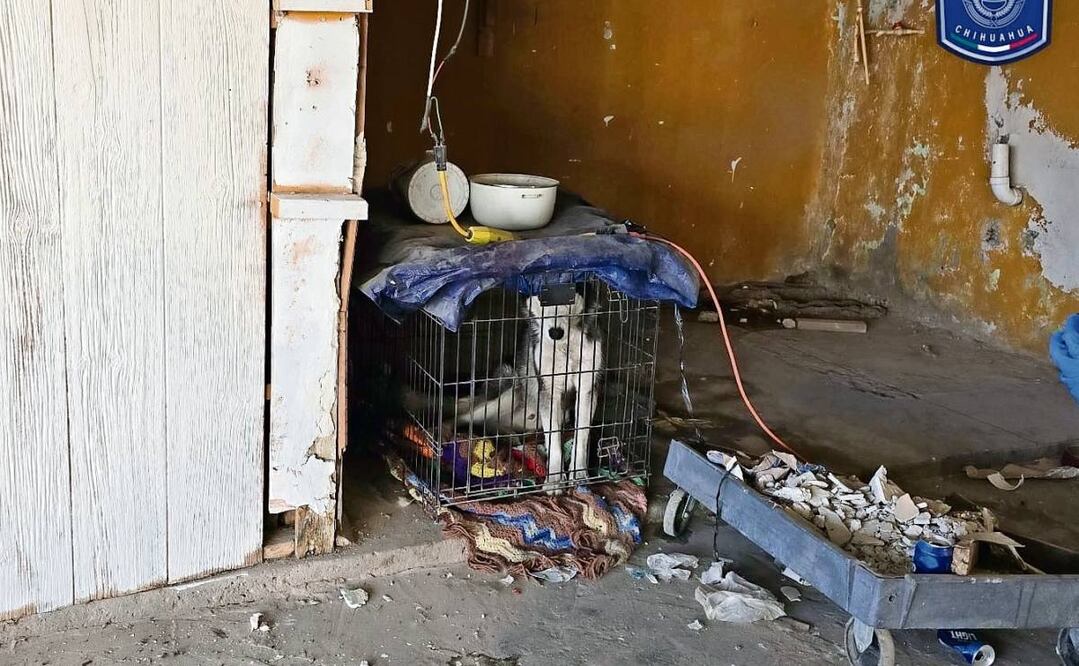 El maltrato animal representa una grave problemática social en México y particularmente en la CDMX, dijo la PAOT.
