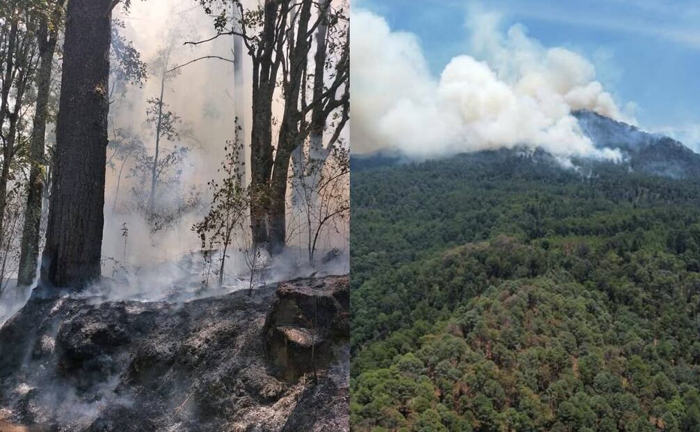 Incendio forestal en una parte de la zona de biosfera de la Mariposa Monarca. Foto: Especial