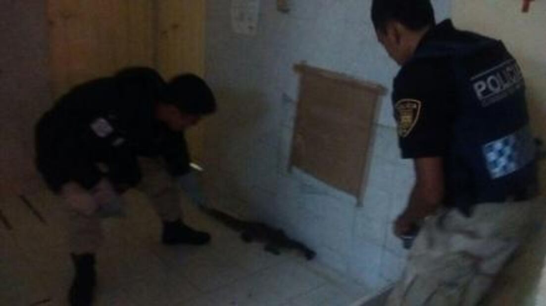 Rescatan un caimán en mercado de San Juan