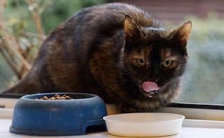 ¿Qué verduras puede comer tu gato? Conoce la lista completa