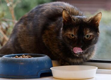 ¿Qué alimentos de humano son buenos para los gatos?; conócelos aquí