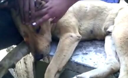 Indigna video de perro presuntamente drogado en CCH Vallejo