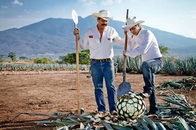 Hoy es el Día del Tequila: guía de actividades en su propia tierra