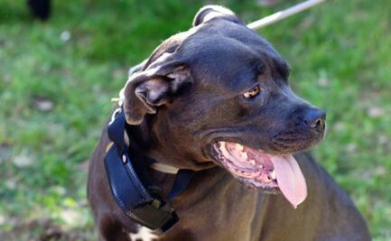 Los 25 nombres más originales para perros pitbull; encuentra el que mejor encaje con su carácter