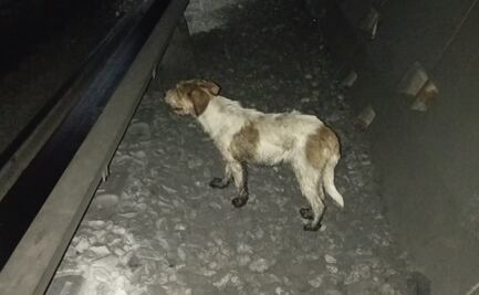 Rescatan a lomito de vías del Metro en la Línea 7