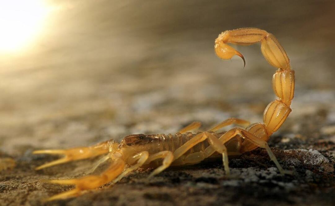 Escorpión pica a mujer en pleno vuelo de CDMX a Chicago