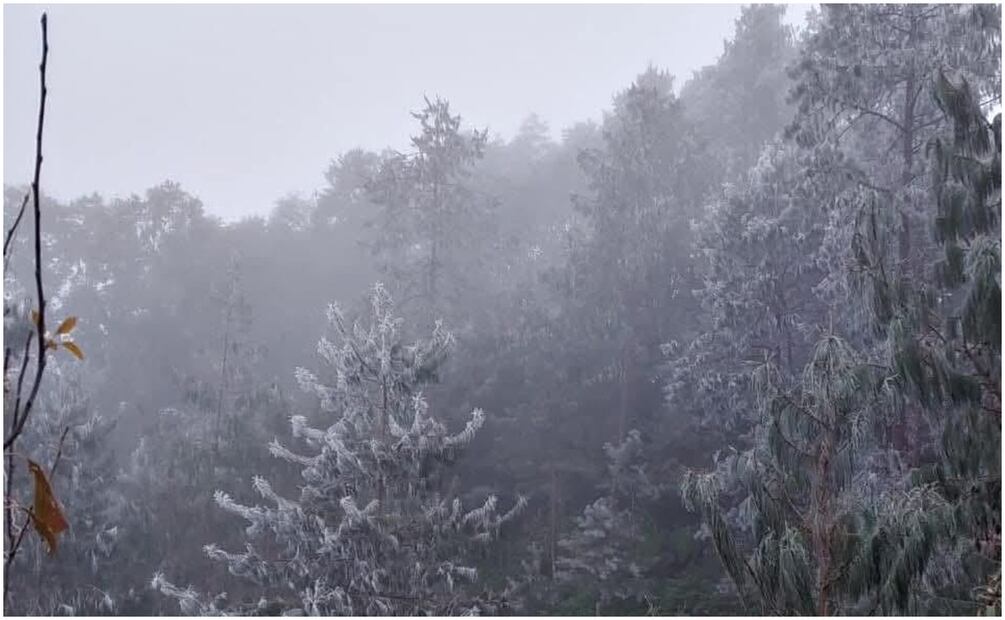En la región de Acaxochitlán, Hidalgo, se registró una nevada que cubrió los árboles (21/01/2025). Foto: Especial
