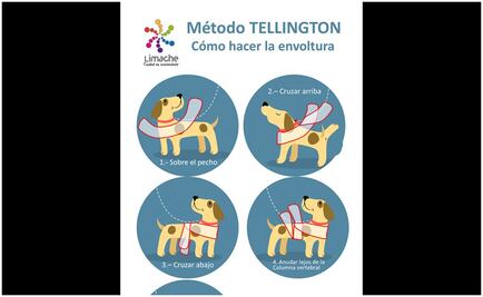 Entérate. Ayuda a tu mascota ante el impacto de la pirotecnia