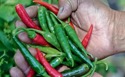 El chile chicuarote, en peligro de extinción