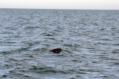 Captura de vaquita marina representa una esperanza