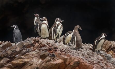 Hallan cerca de mil pingüinos muertos en playas de Brasil; especialistas investigan las causas