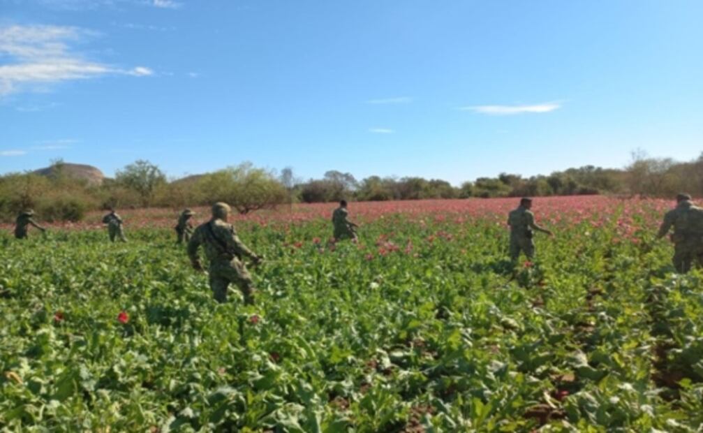 Desmantelan 18 laboratorios clandestinos y 60 plantíos de amapola y marihuana en Sinaloa y Michoacán 