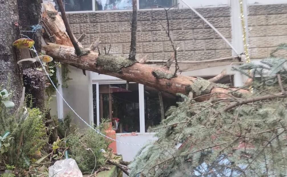 Caída de árbol en Cuajimalpa por fuertes vientos, provoca afectaciones a automóvil  9 de enero 2024/ Foto: @cuajimalpa_gob