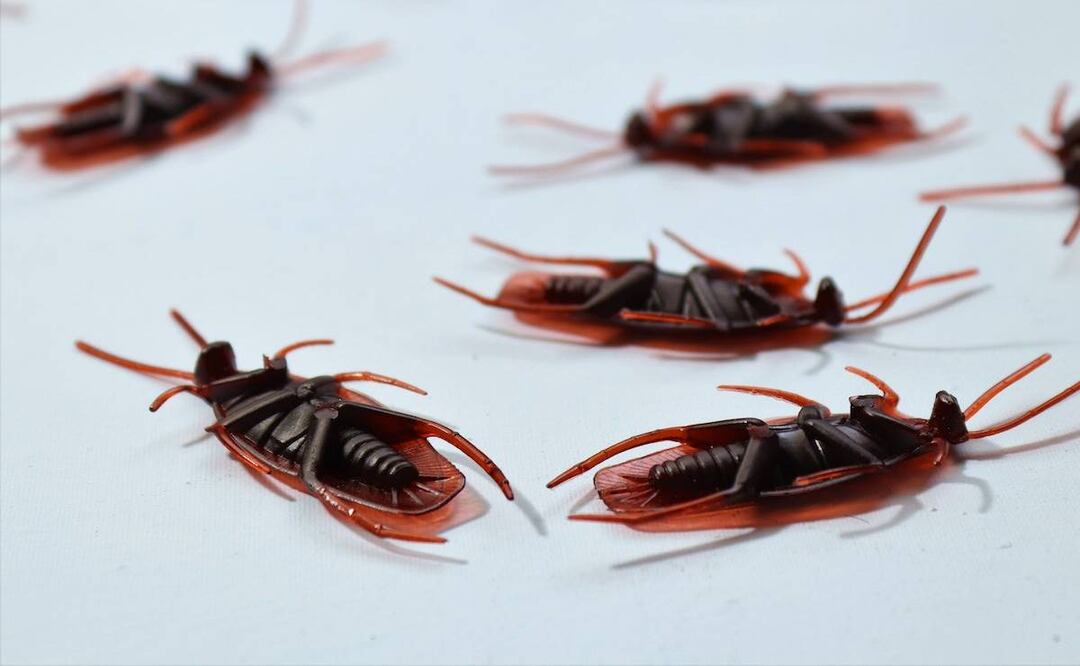 Foto: Roger Brown / Pexels