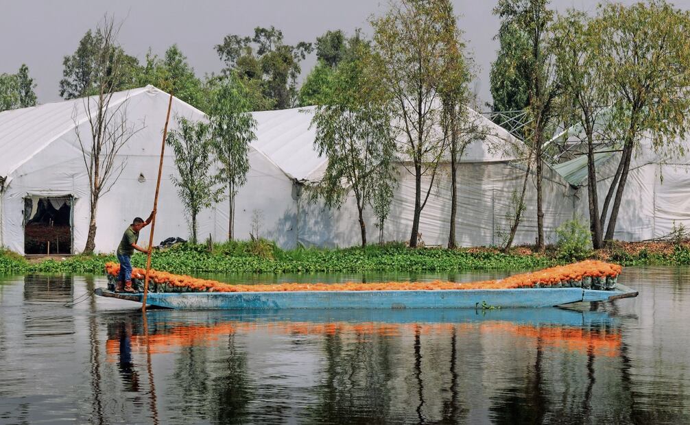 La chinampa de la familia está llena de flores de cempasúchil, listas para ponerse a la venta. Foto: Yaretzy M. Osnaya / EL UNIVERSAL